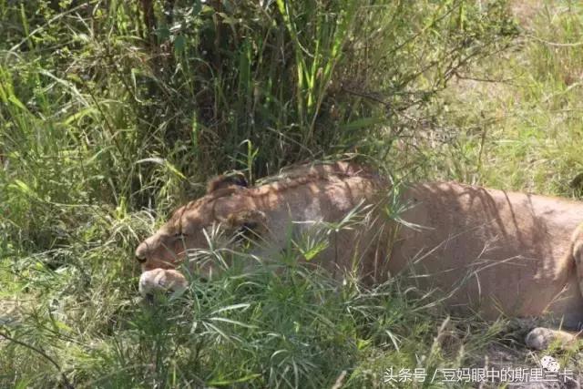 风动？树动？心动！致你，Kenya