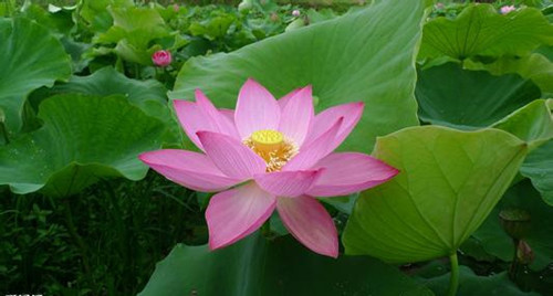 杨修之死感悟赏析,杨修之死逐句翻译