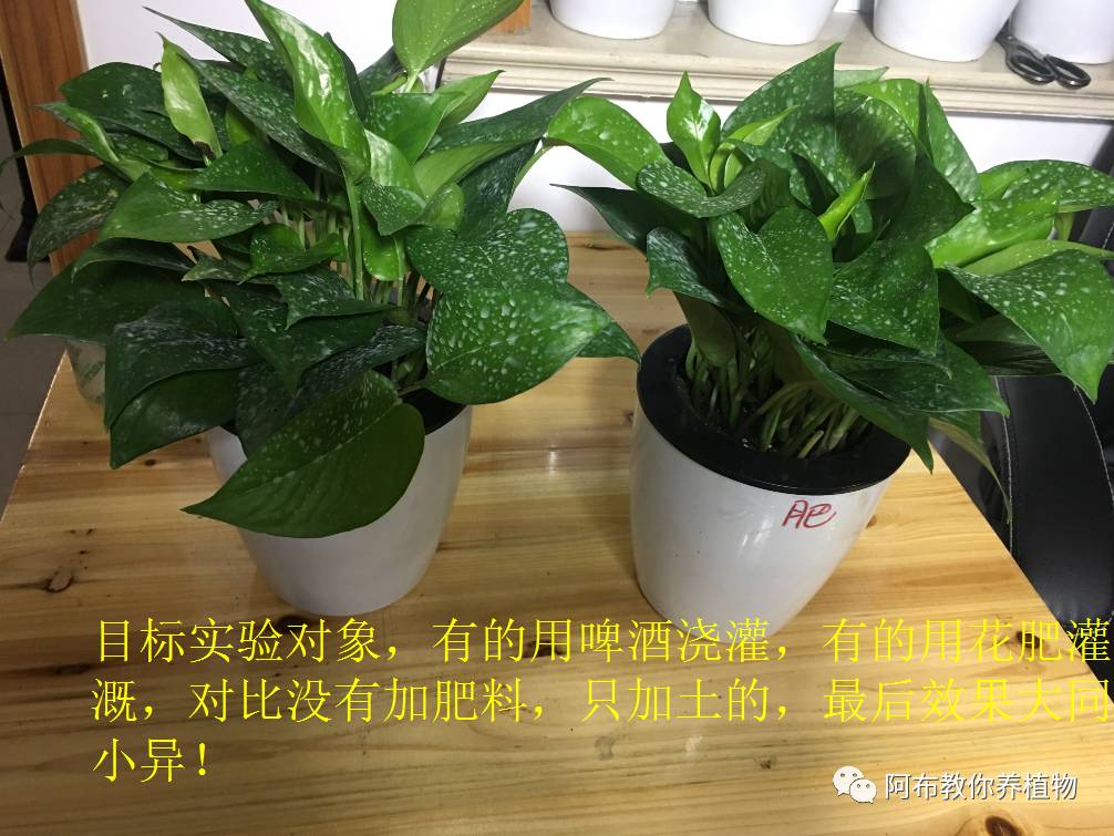 绿萝绿植怎么养活得快呢,绿萝植物养殖小知识