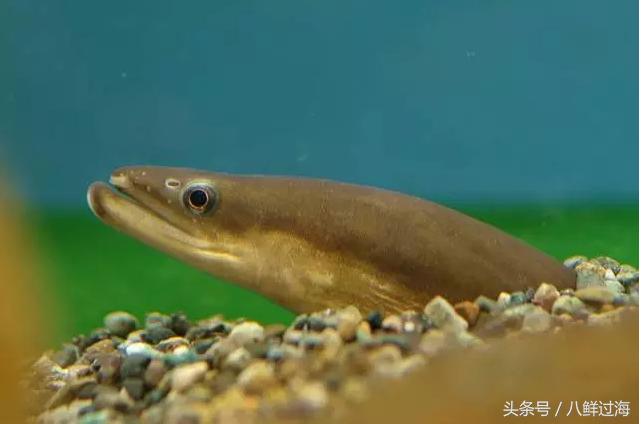 从鳗鱼的智慧说再到成为日本人餐桌上的料理食材！