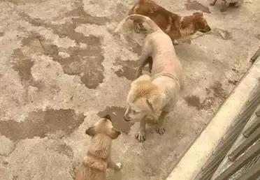 被遗弃的天使,被遗弃的三个天使