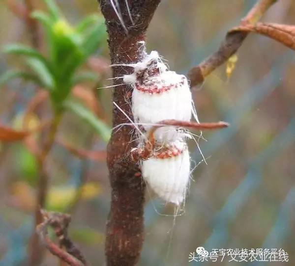 家用杀虫剂喷雾十大品牌,内吸性杀虫剂十大排行