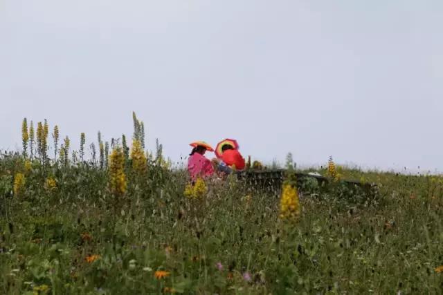 山西历山舜王坪大草原攻略,看云海高山草甸的地方