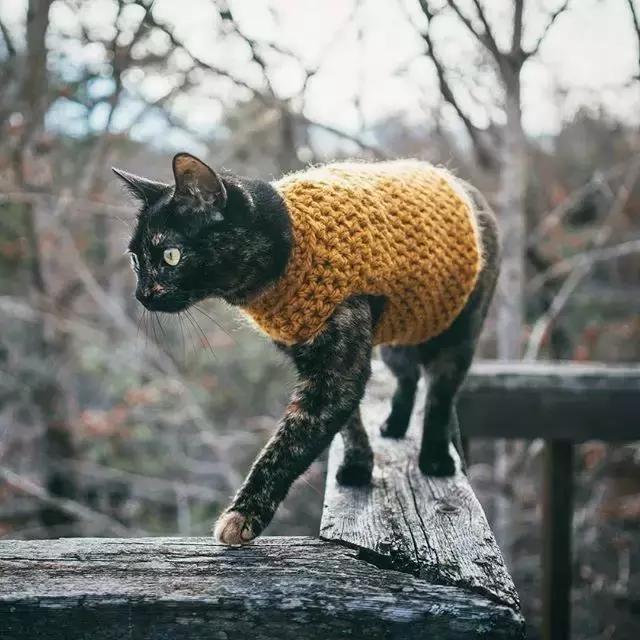 玳瑁猫有什么好,玳瑁猫猫界有多受欢迎