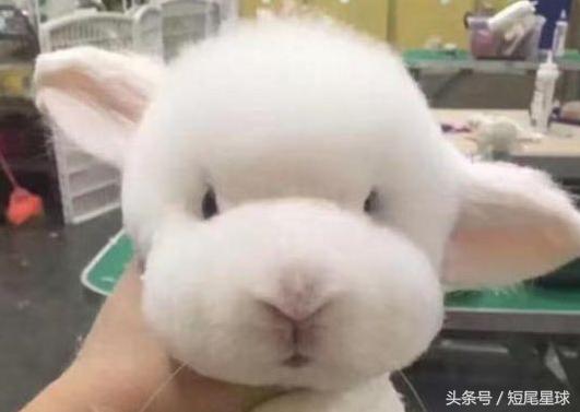 兔子夏季脱毛怎么弄,兔子夏季脱毛是怎么回事