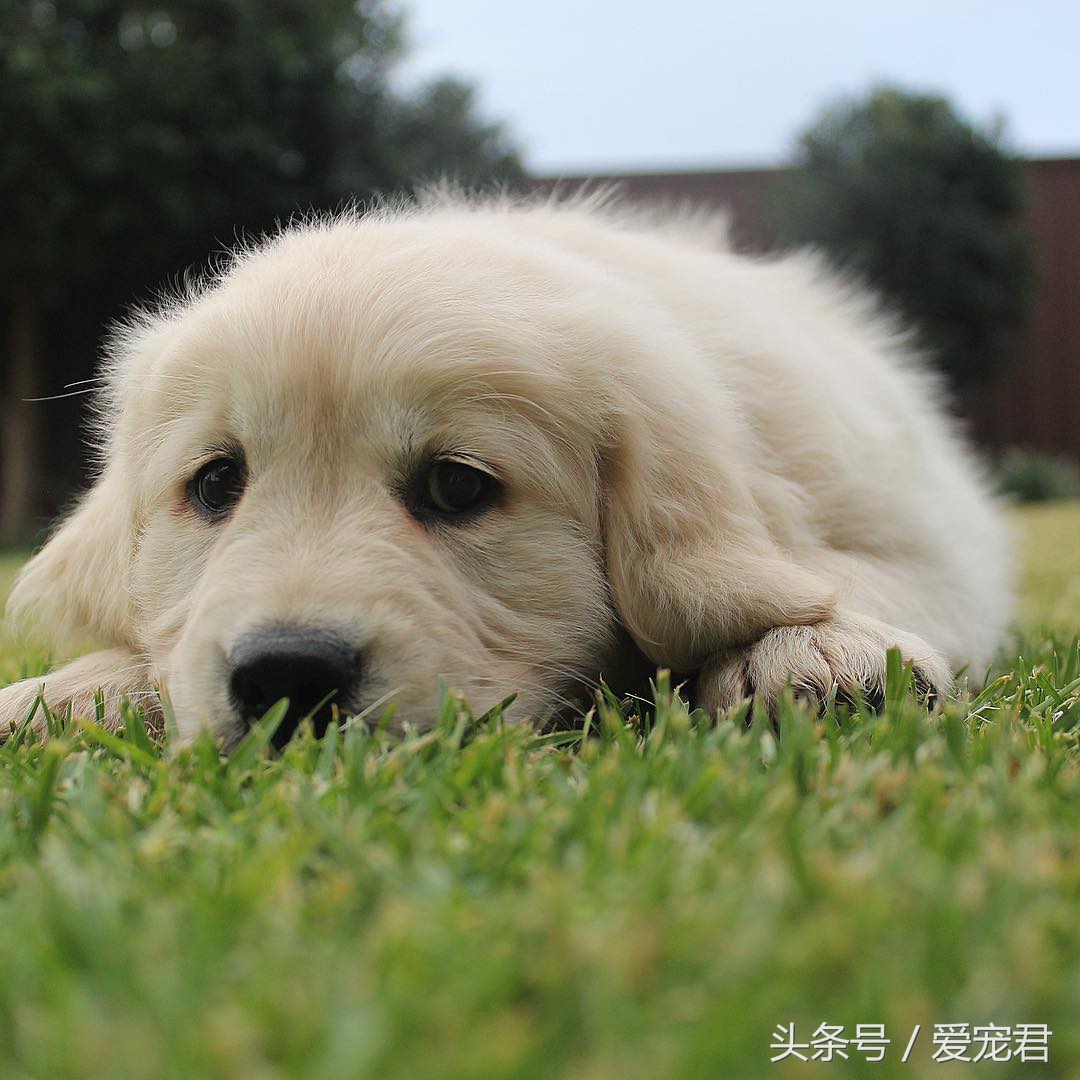 如何去除室内养宠物的异味,家中爱宠体味浓重清除宠物异味