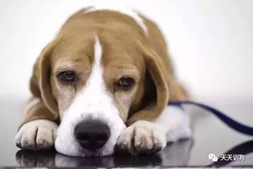 狂犬病最有意义的早期诊断是,狂犬病权威说法