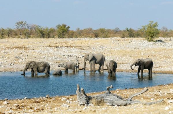 来到纳米比亚，你会知道什么才是非洲应有的样子！