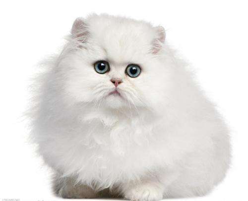 各种各样的很可爱又很好看的猫,各种可爱猫