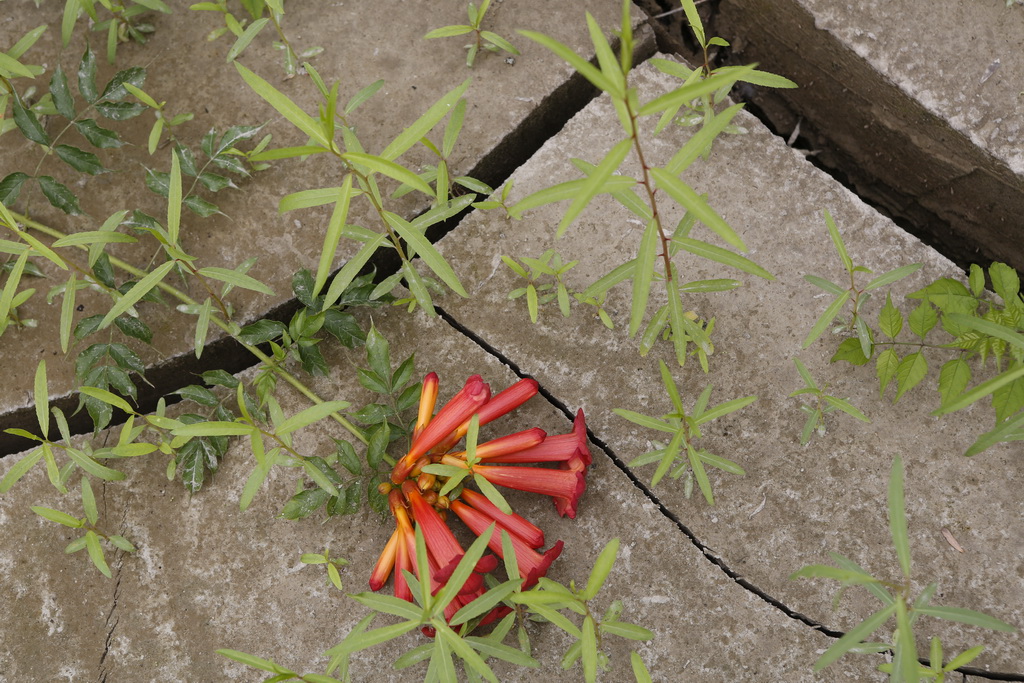 大武汉系列之武汉冶炼厂,大武汉系列之武汉印染厂