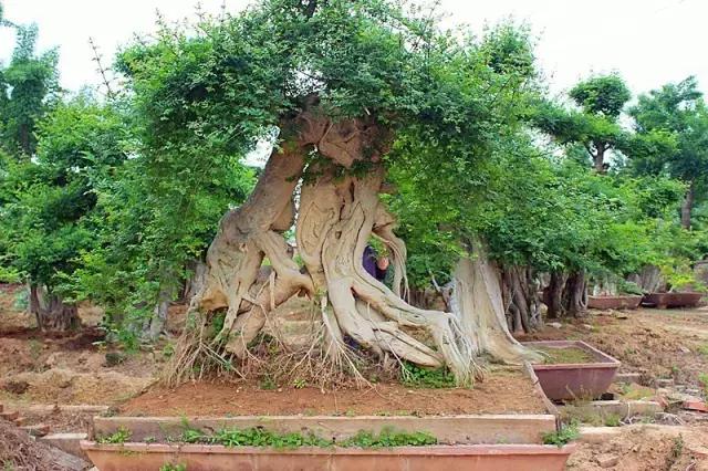 北方室外过冬的盆景对节白蜡盆景,小叶女贞和对节白蜡哪个适合盆景