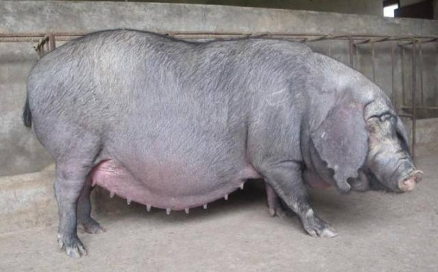 母猪产后掉膘,哺乳期母猪掉膘严重怎么补