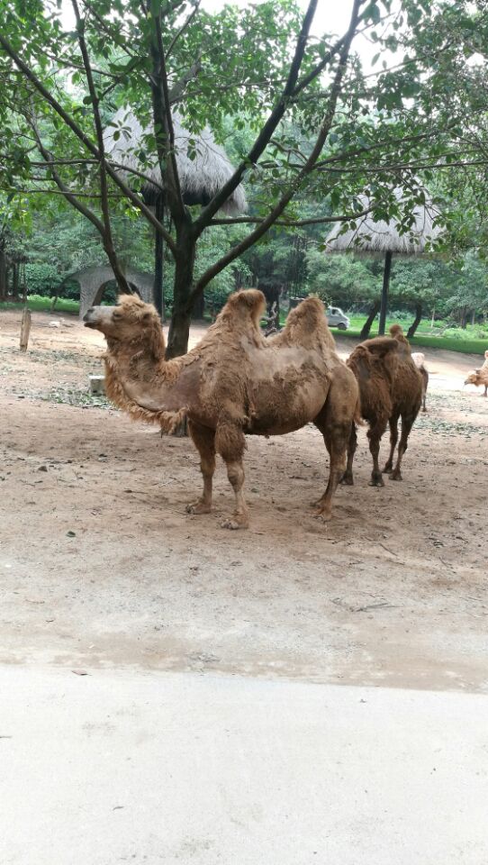 广东长隆野生动物园旅游攻略图片,长隆野生动物园国宝有几只