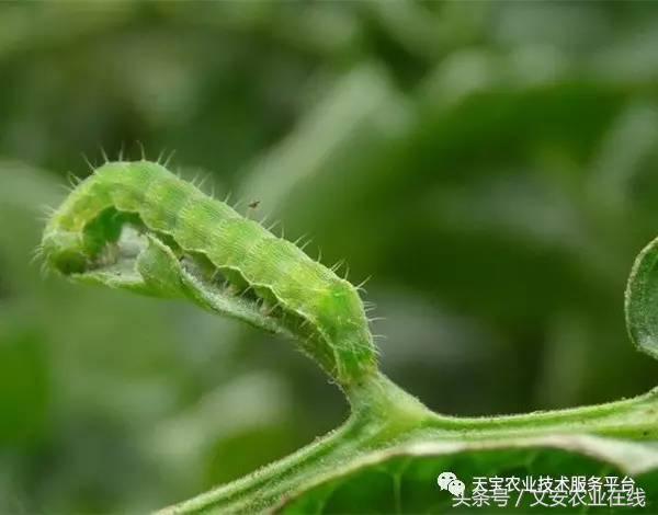 家用杀虫剂喷雾十大品牌,内吸性杀虫剂十大排行