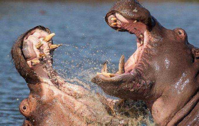 非洲八大最凶猛的动物排名，狮子已经被超越