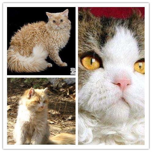 鍙埍娲绘臣鐨勫皬鍗锋瘺,杞悓鍙埍鍗锋瘺