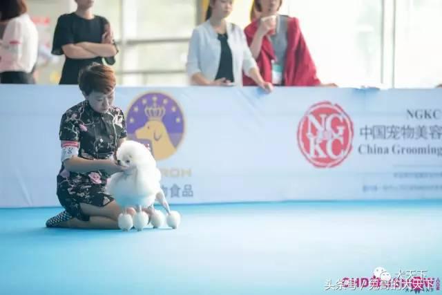 我的故事：不再迷茫的两百斤胖洋洋！我和宠物美容师的故事