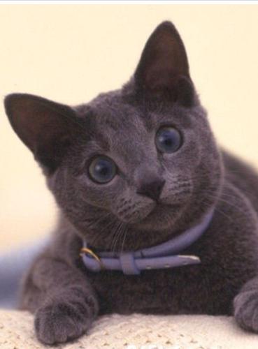 夏天开空调怎么预防猫咪感冒,怎样防止喵星人掉毛