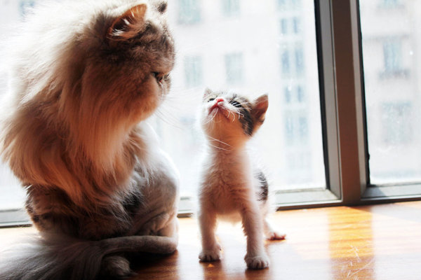 夏天开空调怎么预防猫咪感冒,怎样防止喵星人掉毛