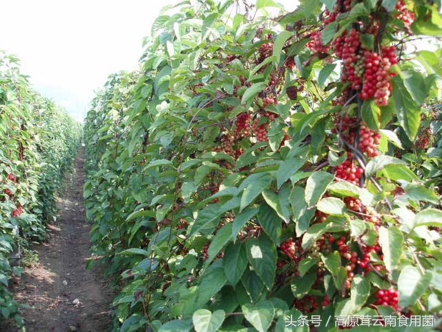 东北中药材种植什么品种前景好点,适合东北种植的中药材有哪些品种