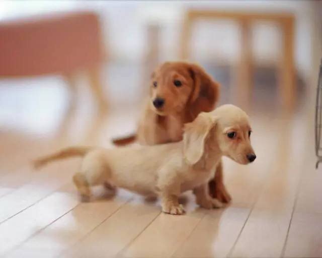 学狗狗护食狗狗的反应,狗狗食物中毒怎样急救