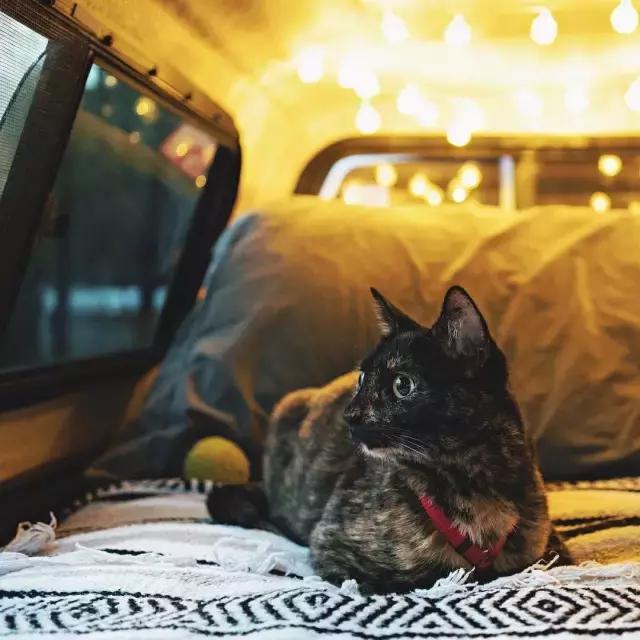 玳瑁猫有什么好,玳瑁猫猫界有多受欢迎