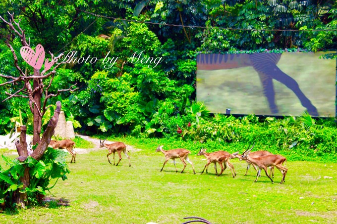 广州长隆动物园亲子游攻略三日游,珠海长隆海洋快速通道亲子游攻略