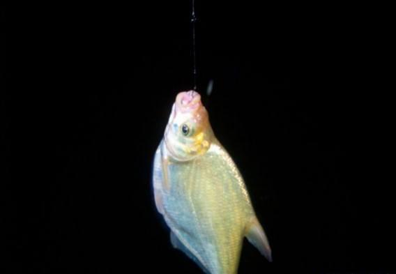 夜钓鱼有什么危害,夜钓的十个秘诀