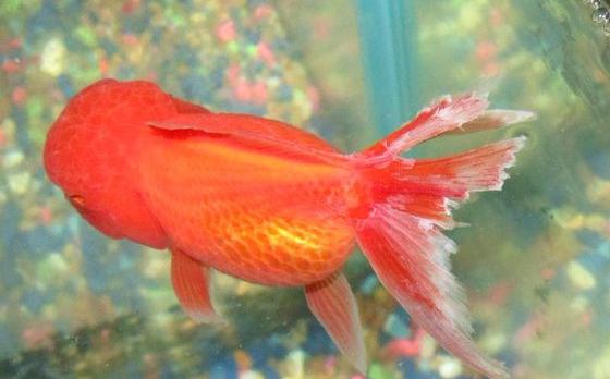 鱼的烂尾病是怎么引起的,池塘鱼烂尾最快治疗方法