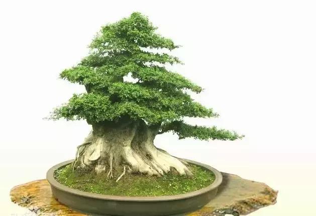 北方室外过冬的盆景对节白蜡盆景,小叶女贞和对节白蜡哪个适合盆景