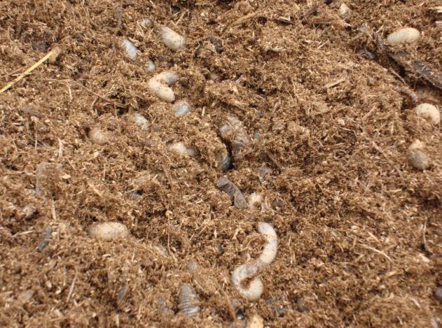 美国农场的盈利模式,美国农场是怎么挣钱的