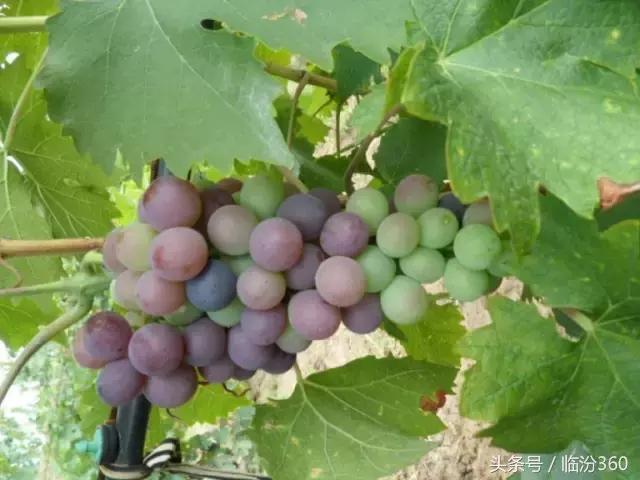 戎子酒庄酒业集团,戎子酒庄倾力打造