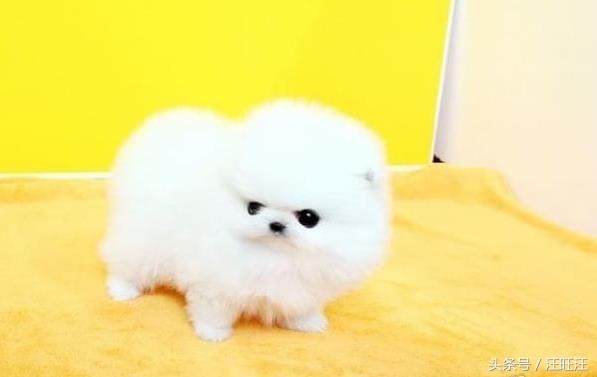 狗狗得了细小对小孩有什么危害,宠物狗的危害