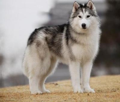 孕期养宠物注意事项,孕期养宠物需要注意什么