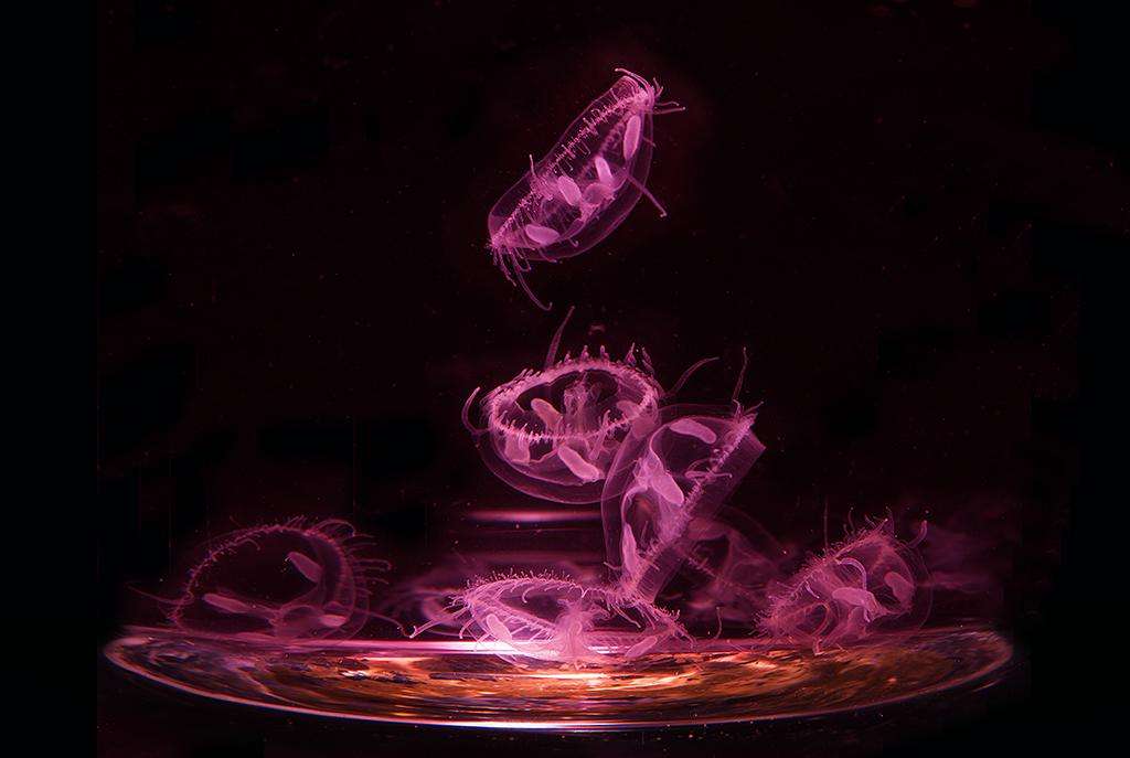 梦幻水母视频,梦幻般的水母真迷人