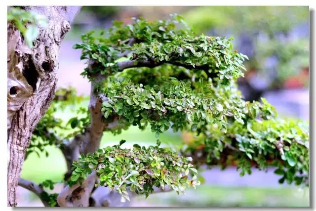 北方室外过冬的盆景对节白蜡盆景,小叶女贞和对节白蜡哪个适合盆景