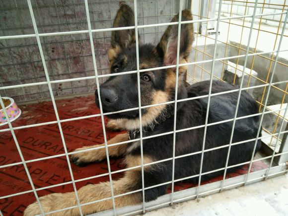 一只德牧从出生到长大的变化,平背短毛德牧幼犬1-12个月变化图