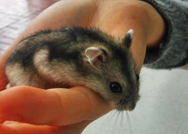 我家仓鼠很胖走路扭屁股,我家仓鼠一年不喝水还活着