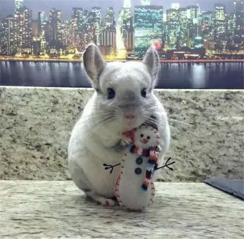 龙猫公母单养哪个好养,养龙猫需要多大的笼子