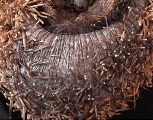 大妈散步时踢到带刺小球，打开手电后一看，转身跑去医院