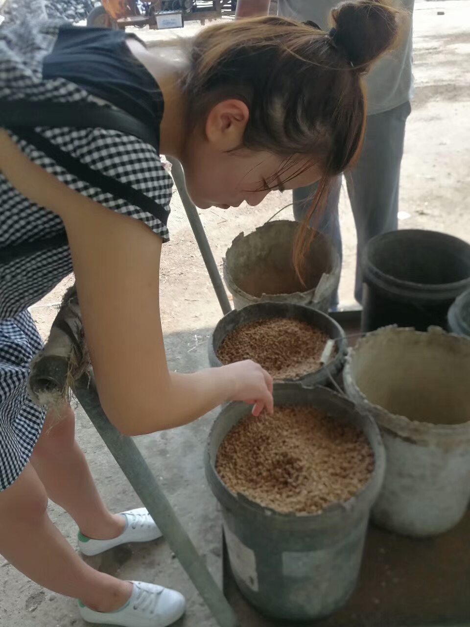 霉菌毒素对养鸡生产的影响