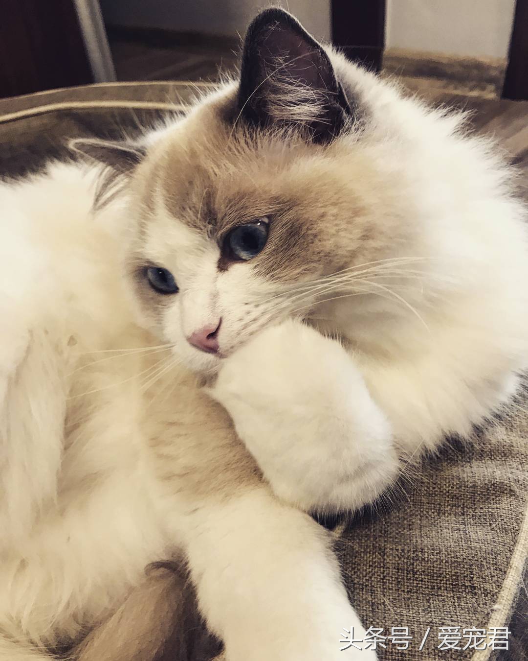 猫咪郁闷可吃什么药,猫咪爱抓东西怎么解决呢