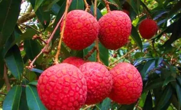 古人吃水果么,古人都吃些什么