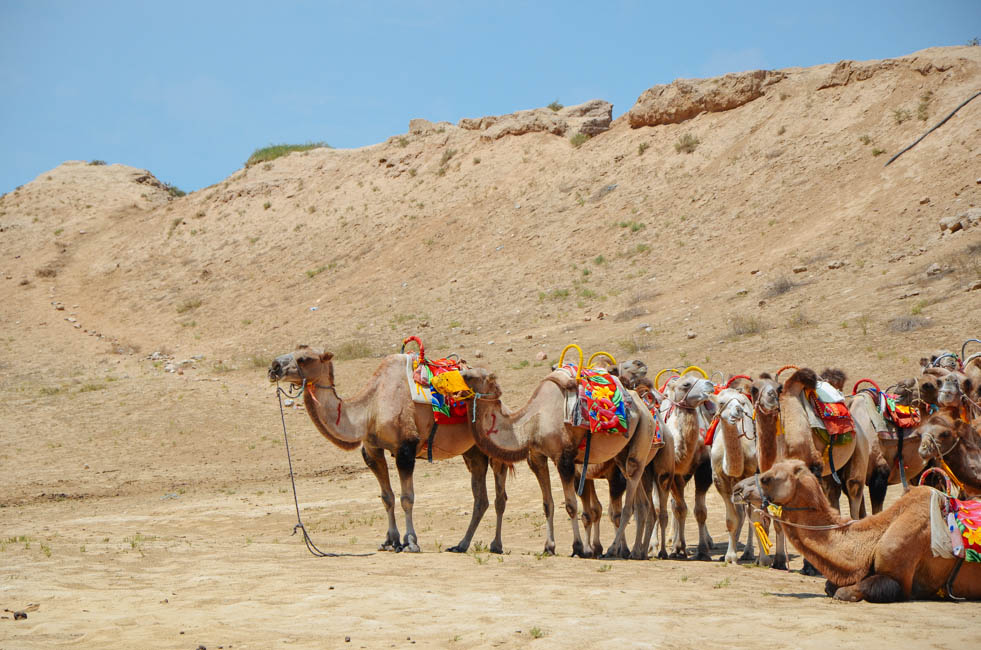 宁夏沙坡头水洞沟,宁夏水洞沟游