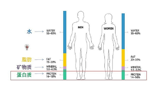 蛋粉如何选择,如何挑选蛋粉
