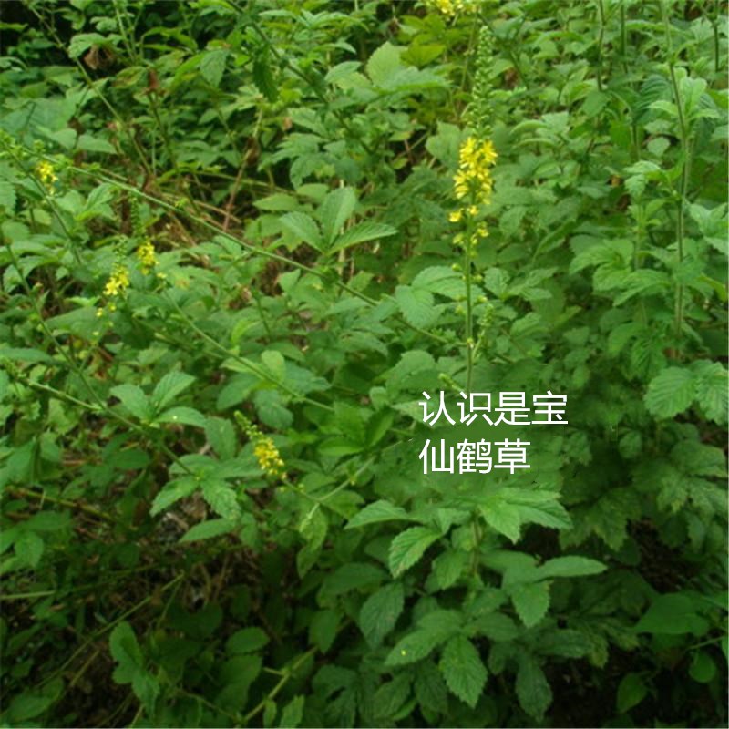 气血双补的仙鹤草，还有一些什么秘密，你知道吗？