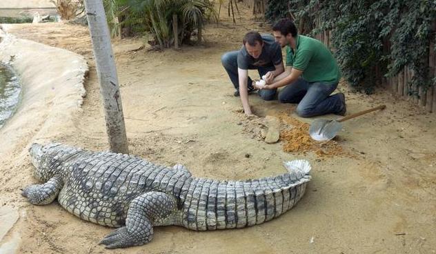 科学家猜测恐龙灭绝的原因是什么,科学家称恐龙还未灭绝
