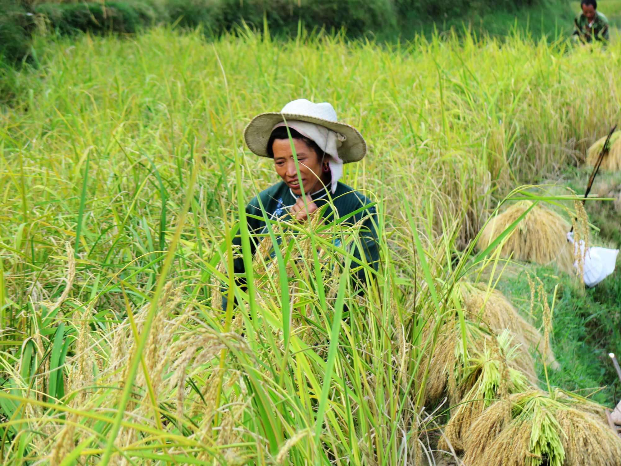 夏天咬人毒虫有哪些,被毒虫咬一般什么虫子