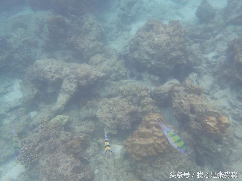 普吉岛中国游客被抢,外国人占领普吉岛