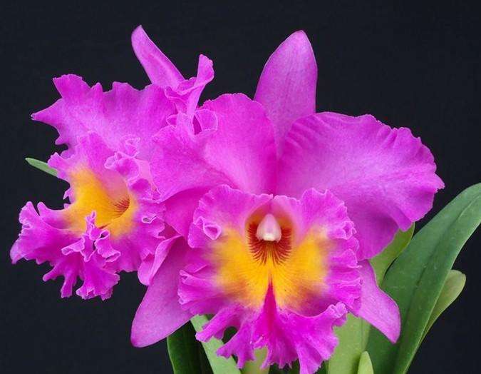 全世界各国的国花有哪些,世界各国国花大全图表